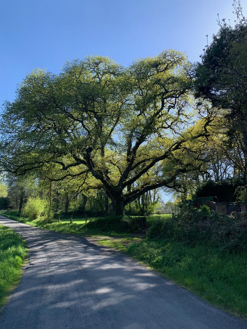 Approach through the Bravos Estate