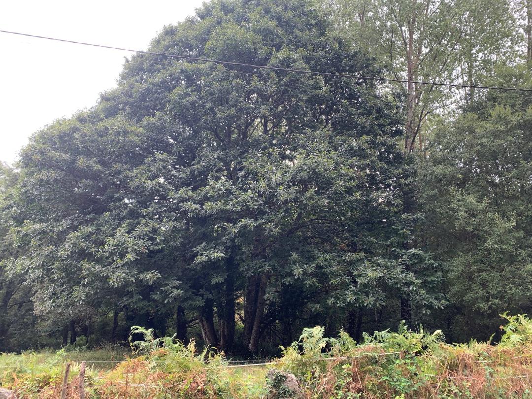 Mature chestnut