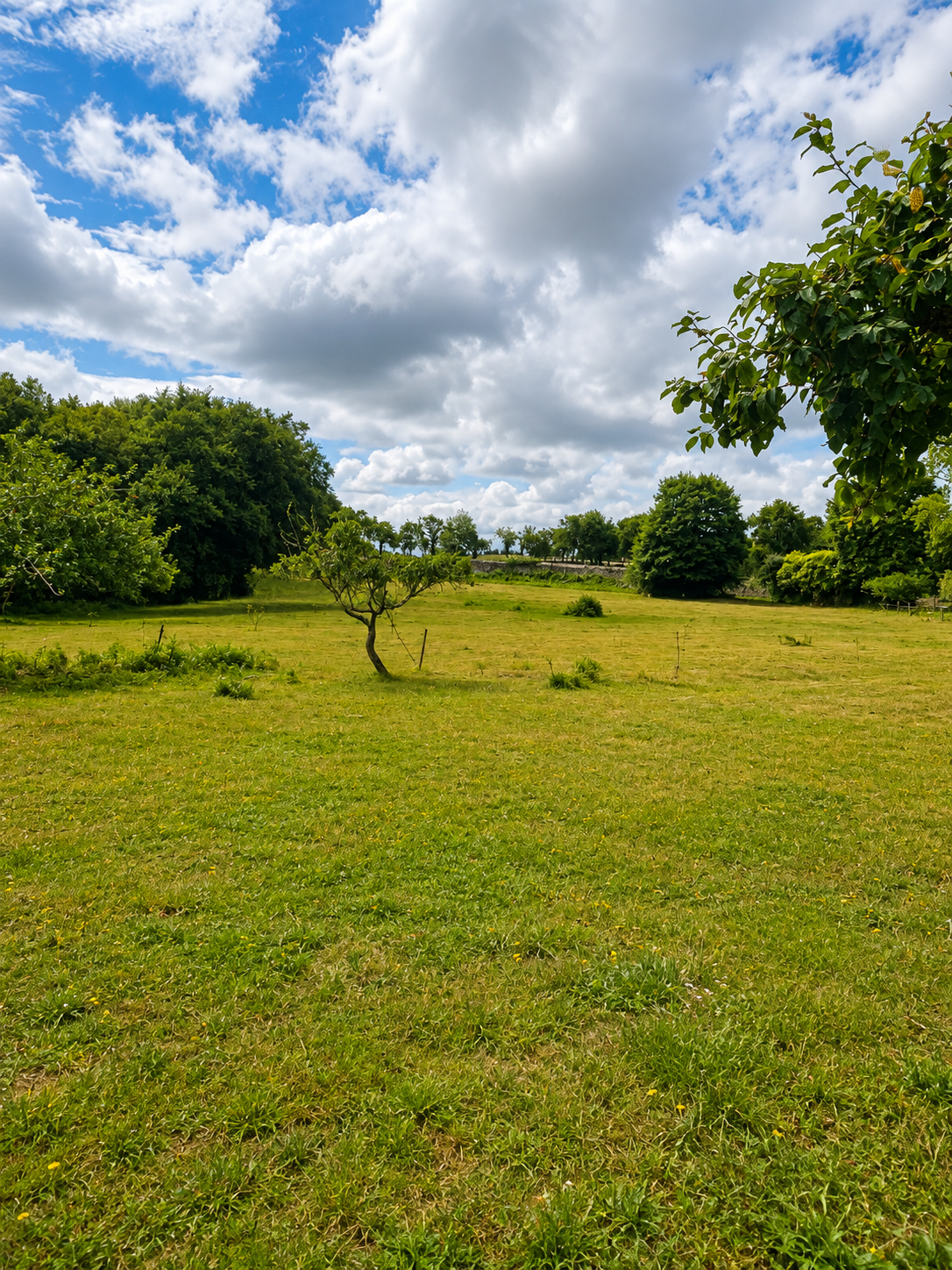 Open meadow at Bravos Estate