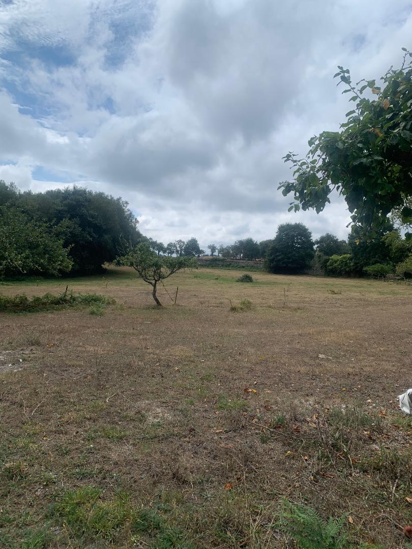 Meadow